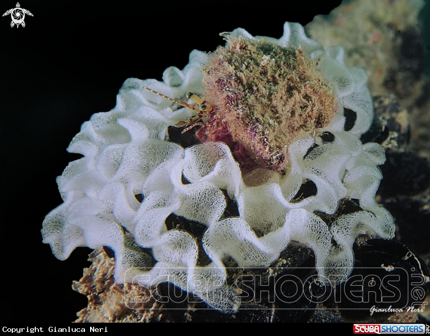A Pagurus and nudi eggs
