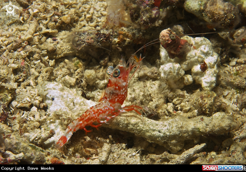 A Shrimp