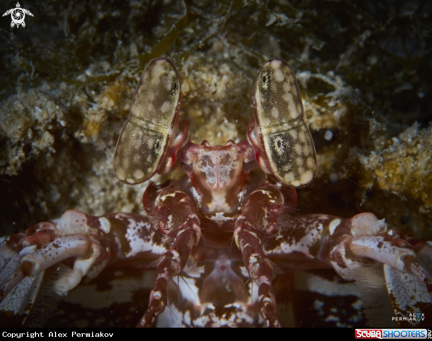A Giant mantis shrimp