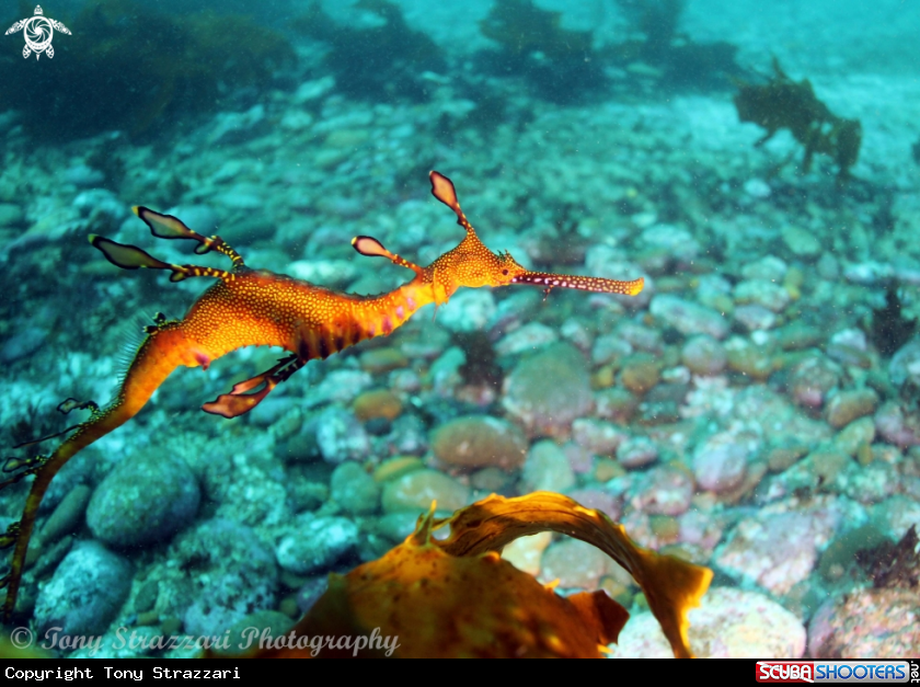 A Weedy Seadragon