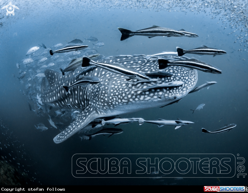 A Whale Shark