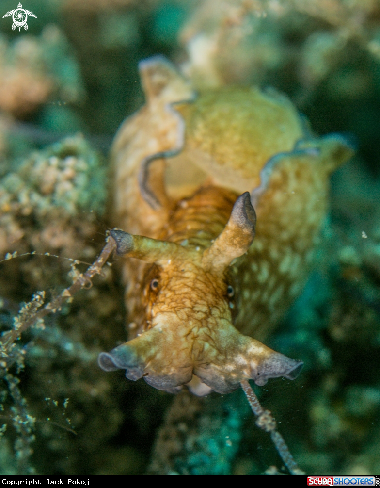 A Aplysia parvula