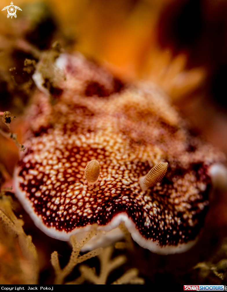 A Goniobranchus reticulatus
