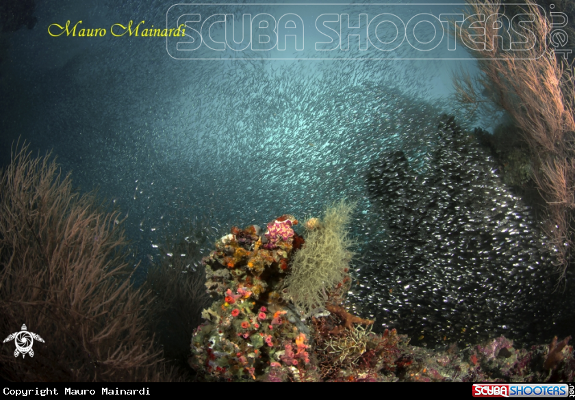 A Reef panorama