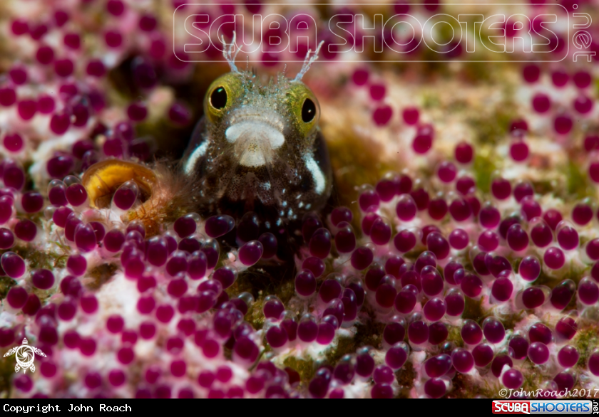 A Spineyhead Blenny with eggs 