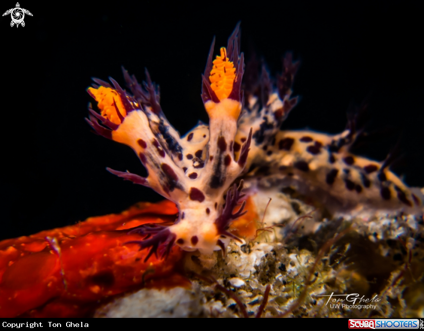 A Nudibranch