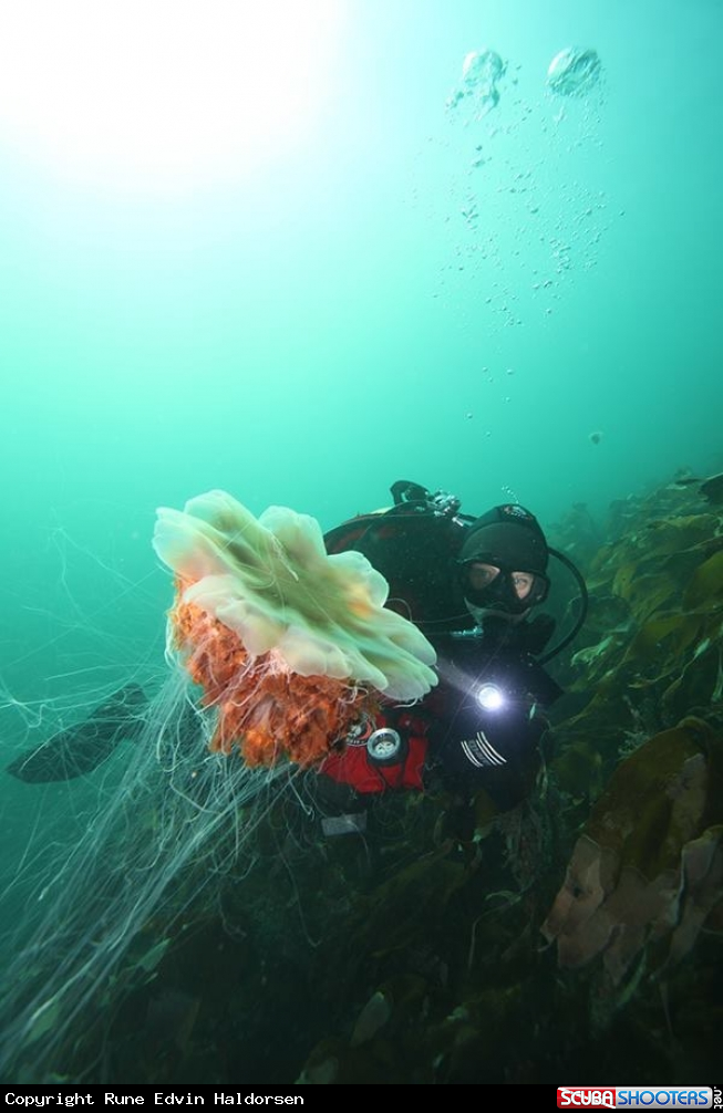 A Lions mane jelly