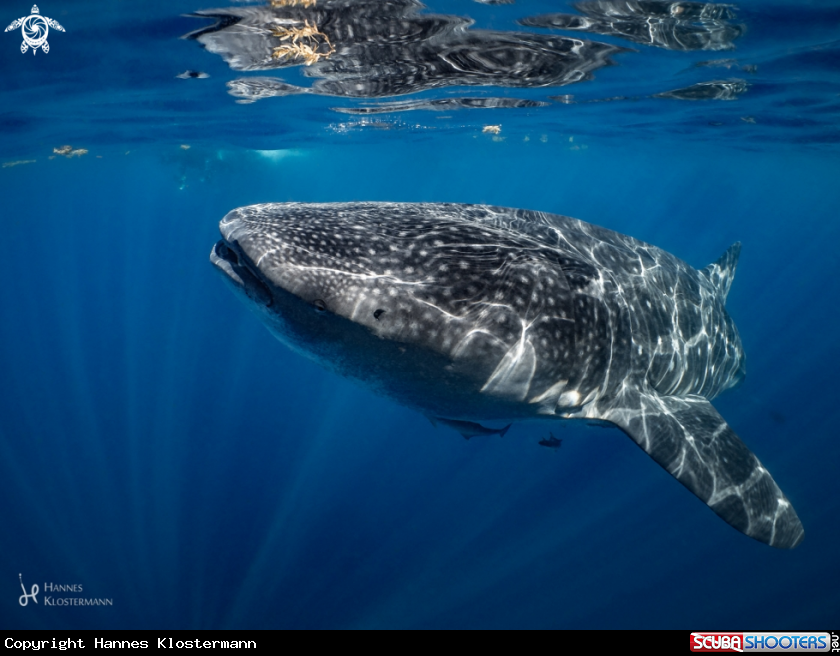 A Whale Shark