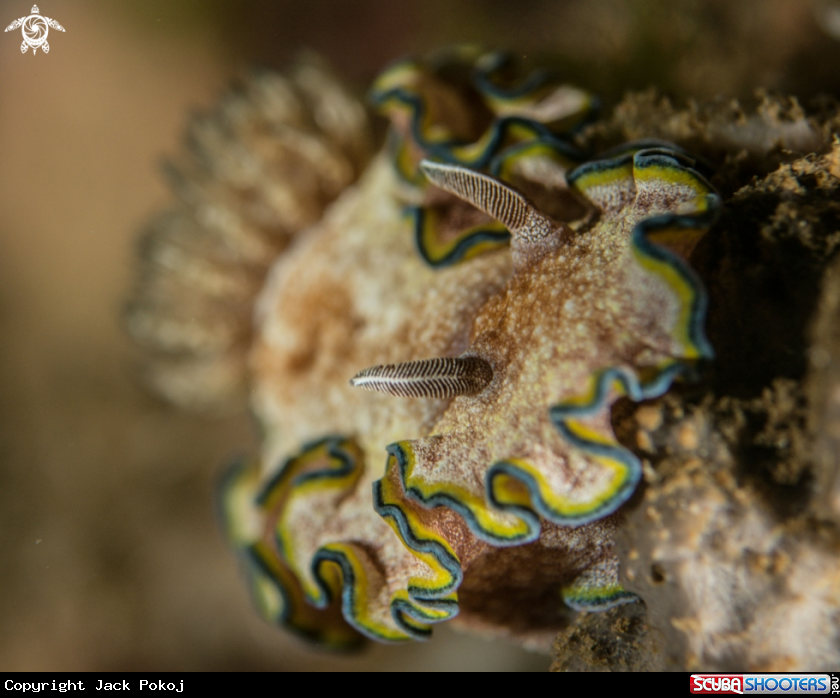 A Glossodoris cincta