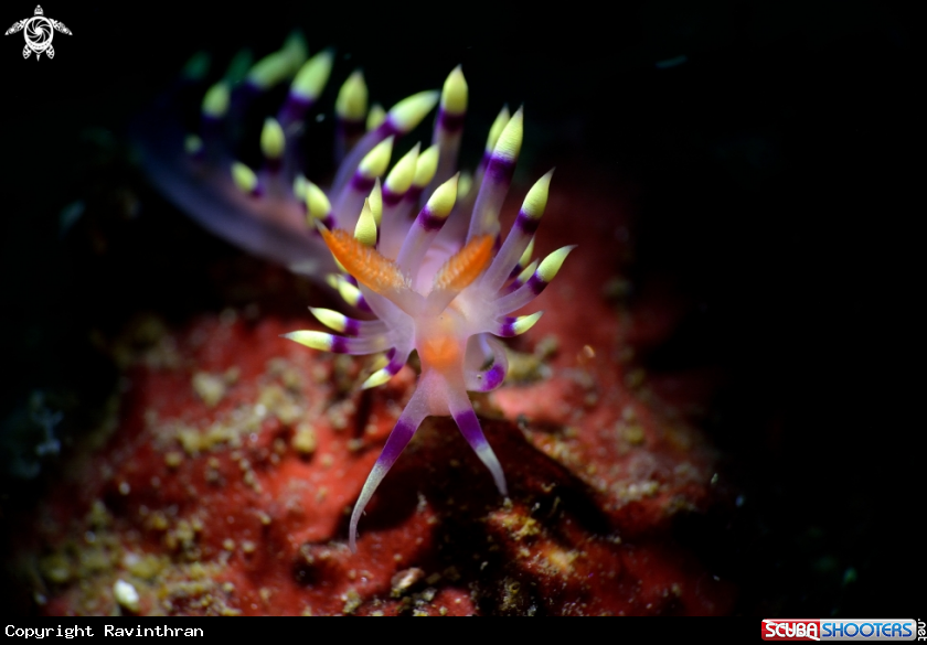A Nudibranch 