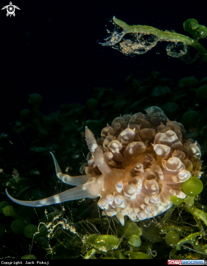 A Baeolidia moebi