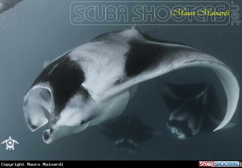 A Manta
