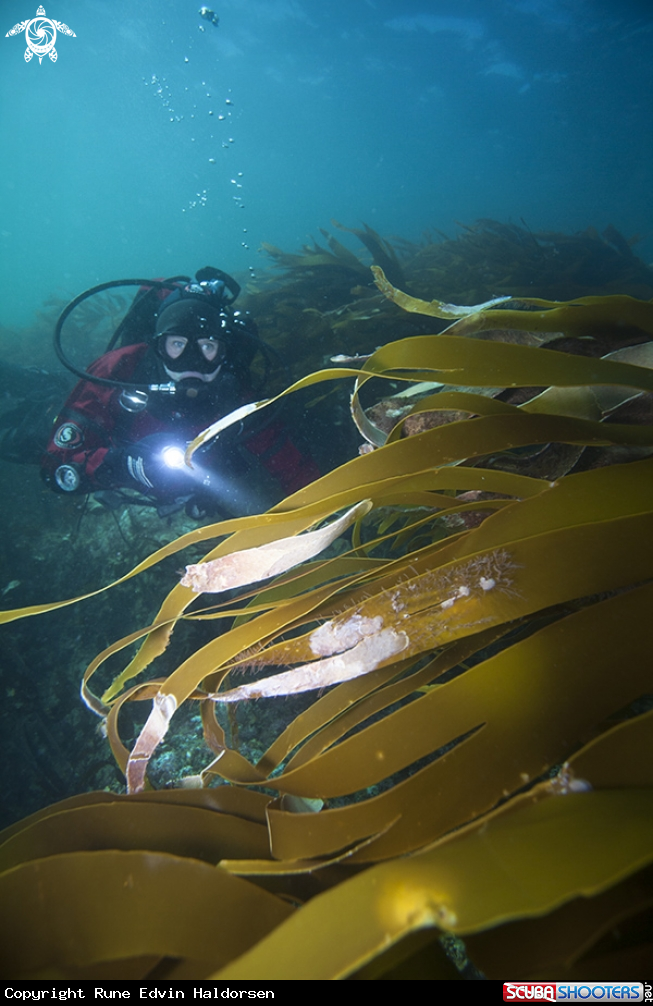 A Kelp