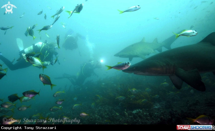 A Grey Nurse Shark
