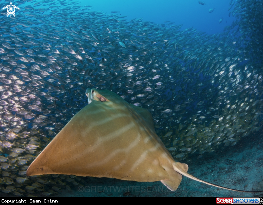 A Bull Ray 