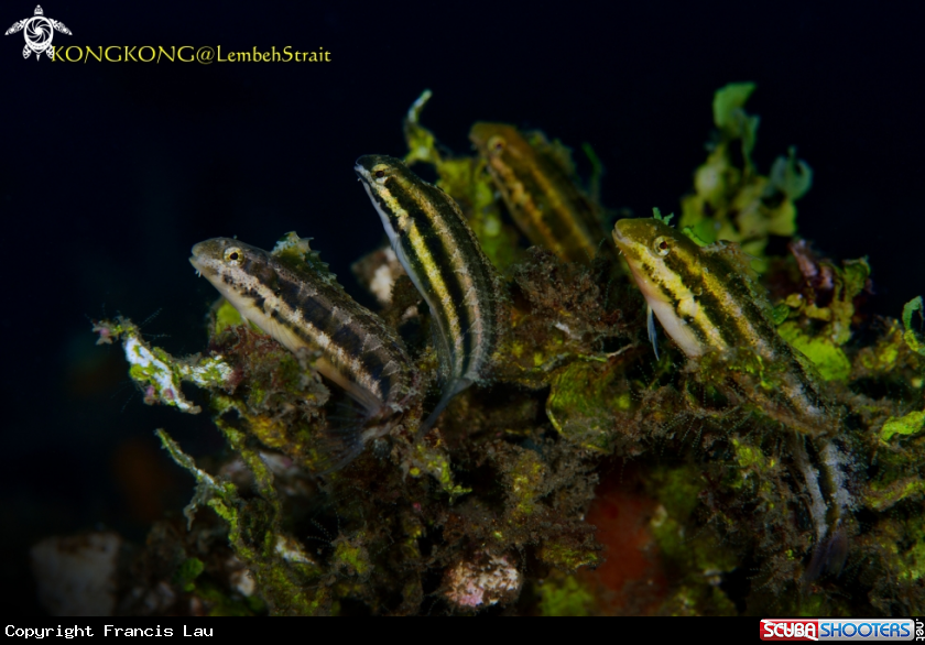 A Blenny fish 