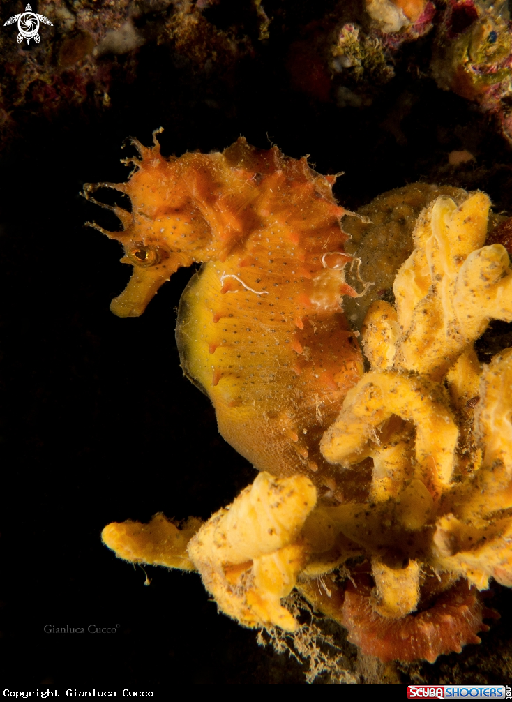 A seahorse