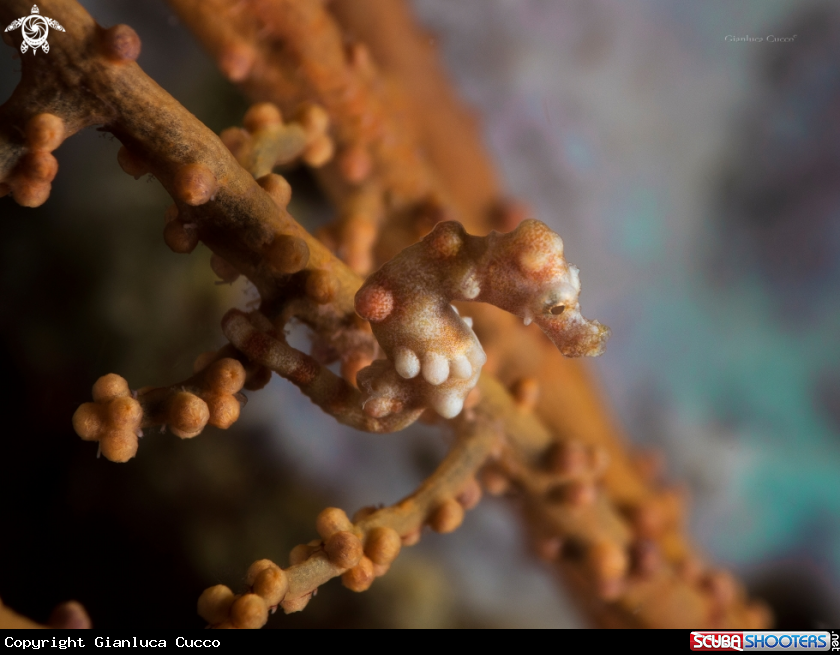 A Pygmy seahorse