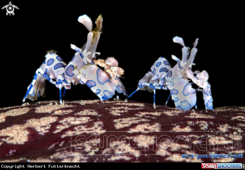 A Harlekin Garnele