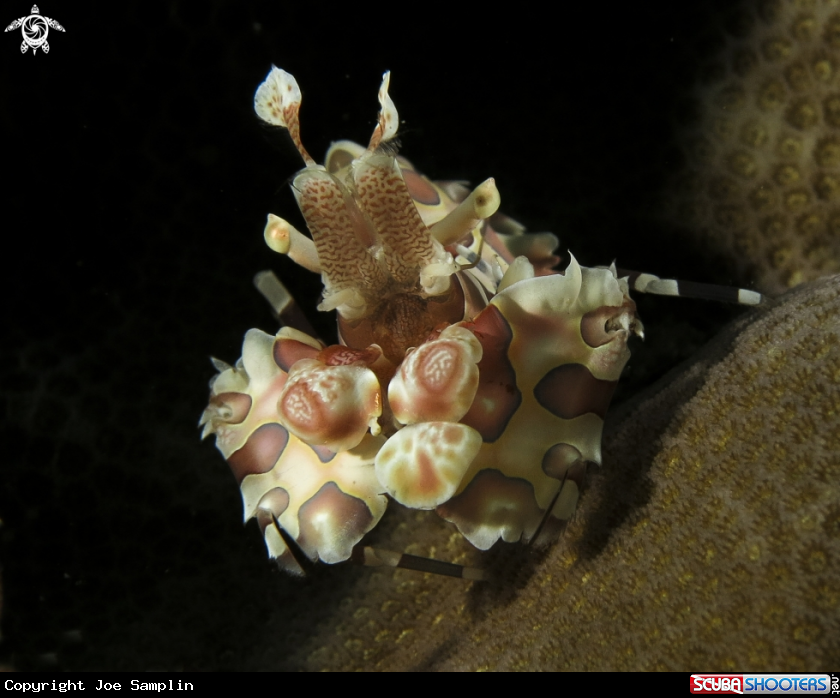 A Harlequin Shrimp