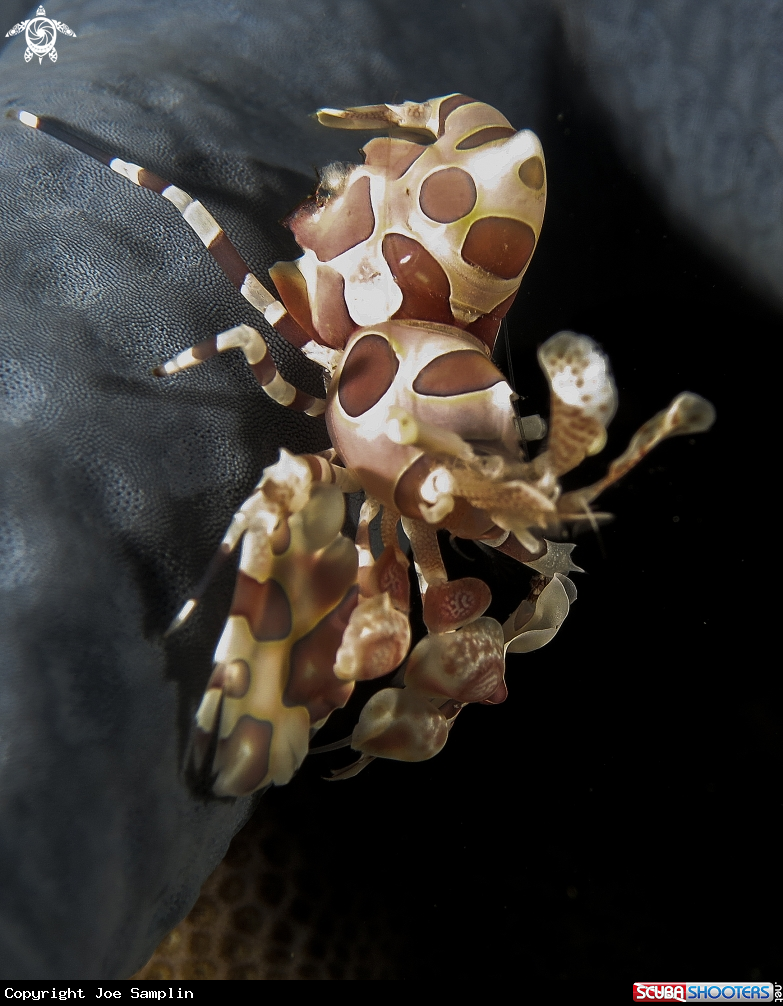 A Harlequin Shrimp