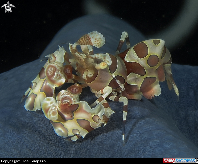 A Harlequin Shrimp
