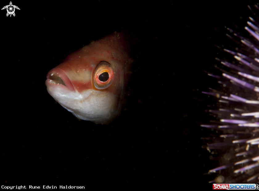 A Goldsinny wrasse