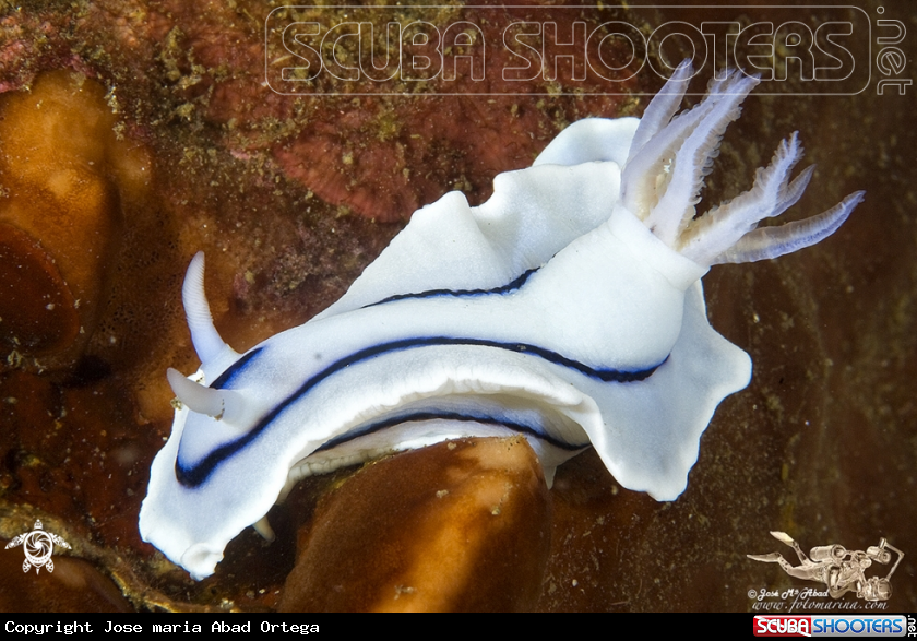 A underwater creature