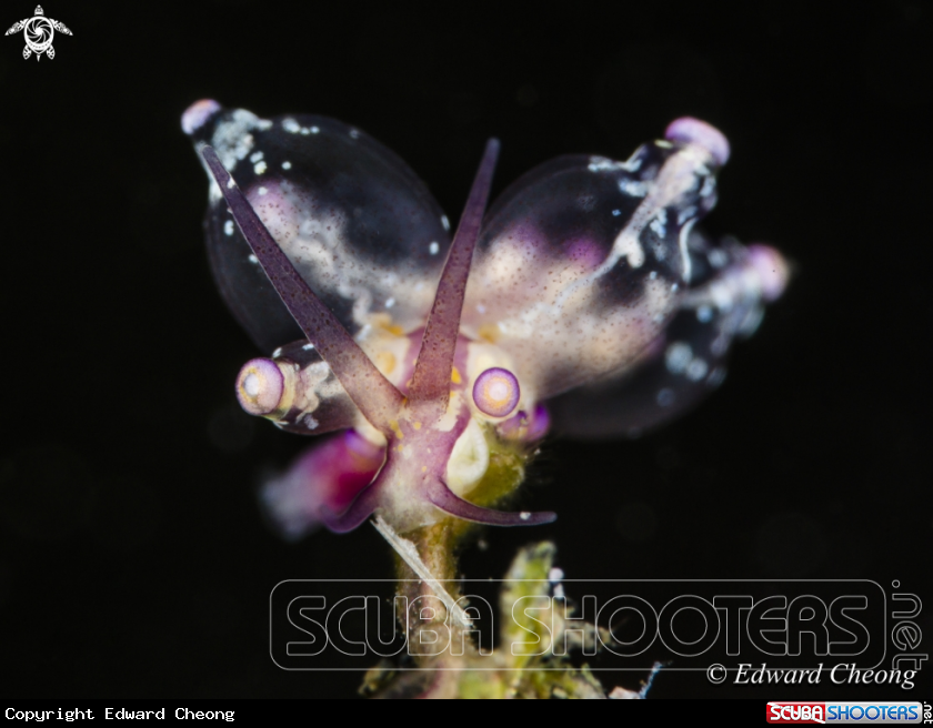 A Eubranchus 