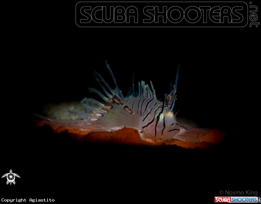 A Juvenile Spotfin Lionfish