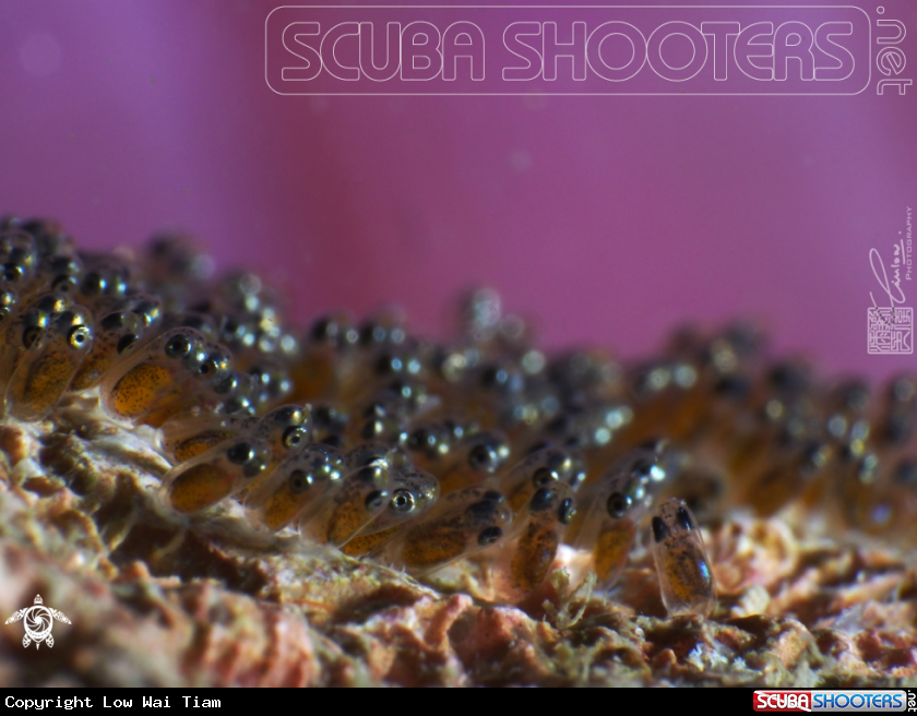 A Clown fish eggs