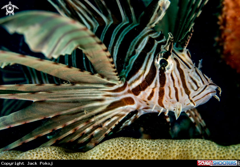 A Lionfish