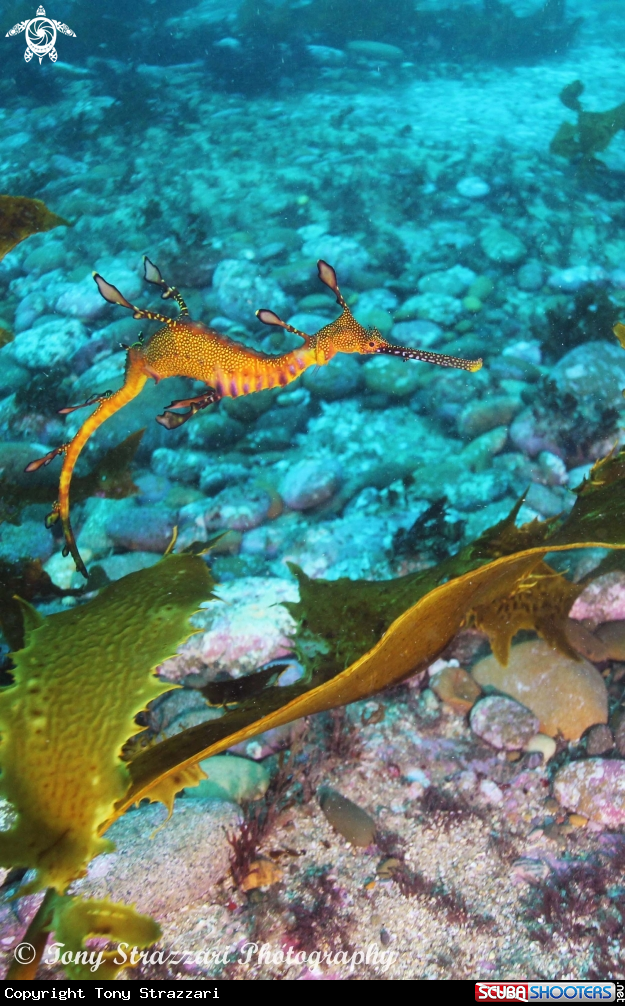 A Weedy Seadragon