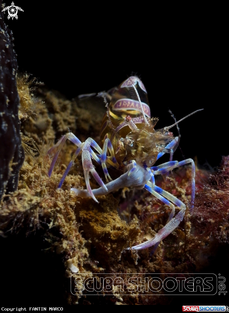 A gosth heart shrimp