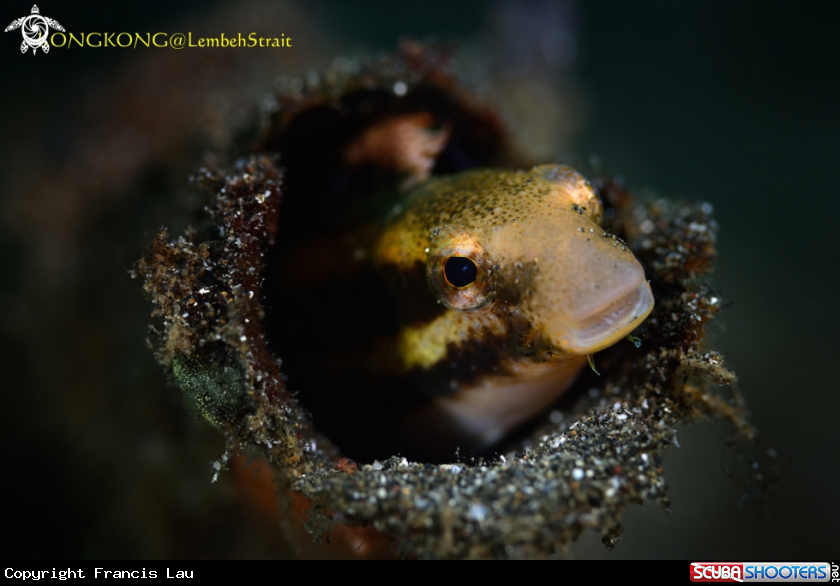 A Blenny
