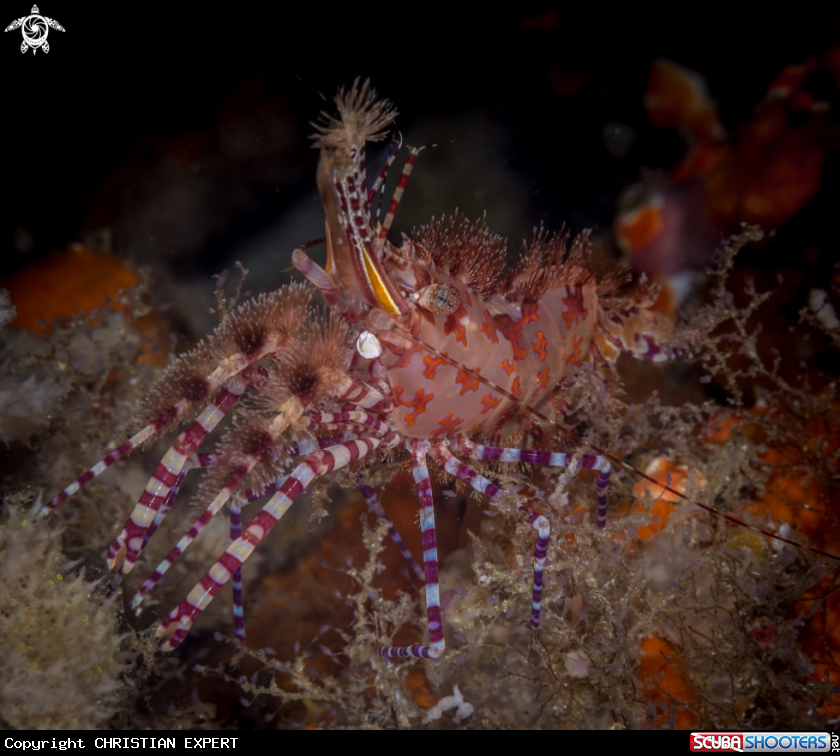 A Marble shrimp