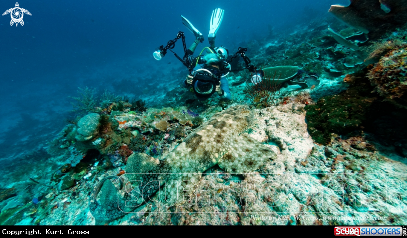 A Diver With wobegong