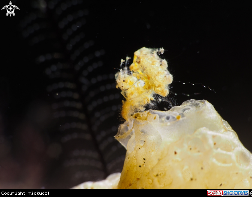 A Hairy shrimp