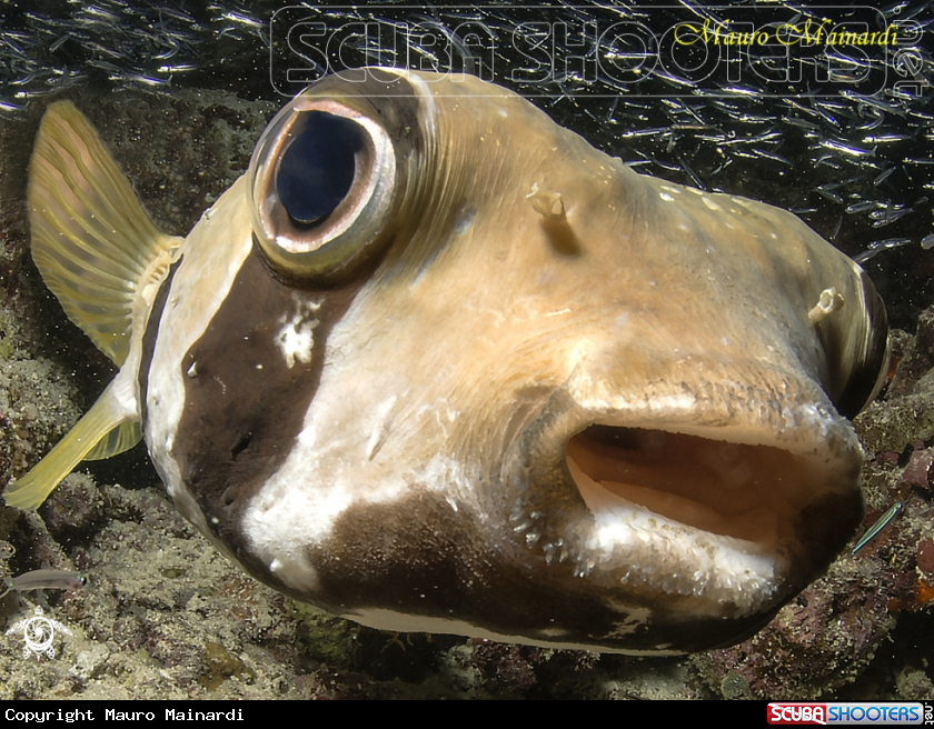 A Pesce palla