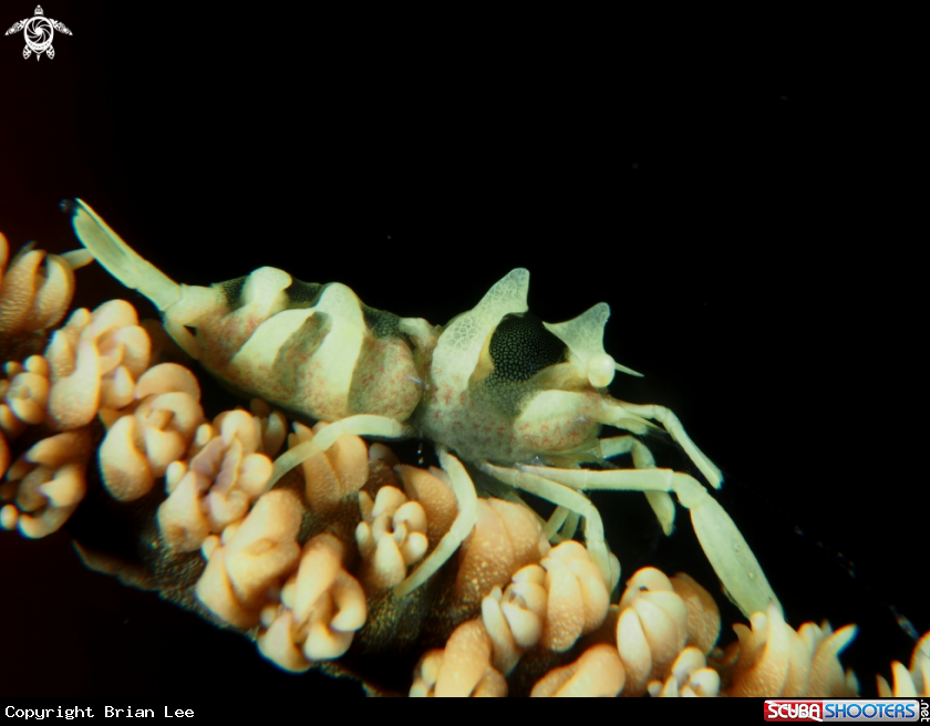 A Zanzibar Whip Coral Shrimp