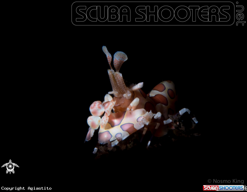 A Harlequin Shrimp