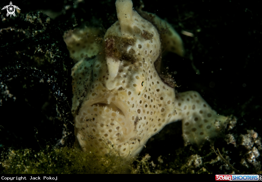 A Painted frogfish
