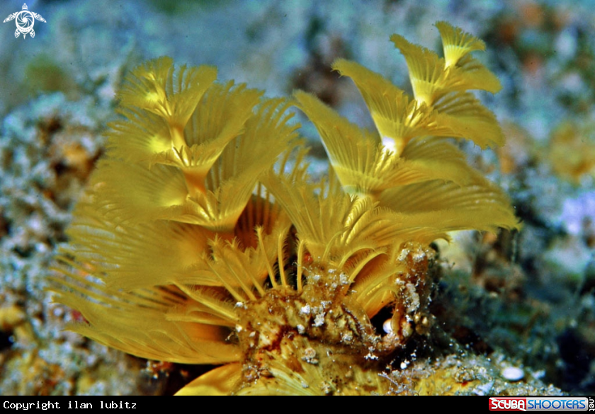 A christmas tree worm