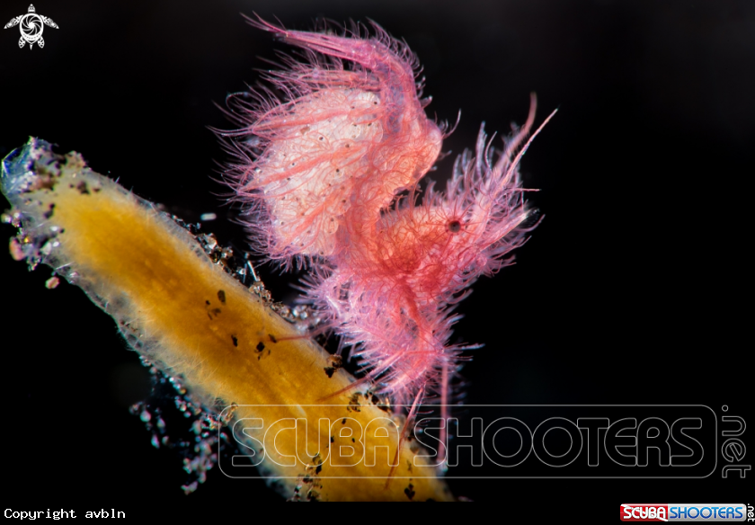 A hairy shrimp
