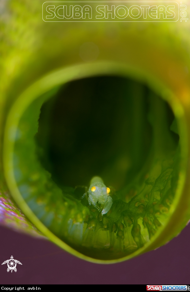 A tunicate shrimp