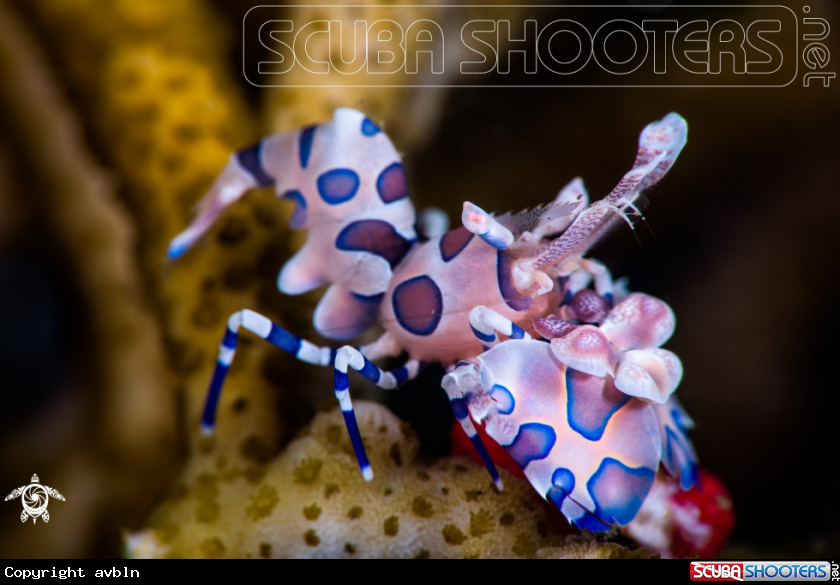 A harlequin shrimp
