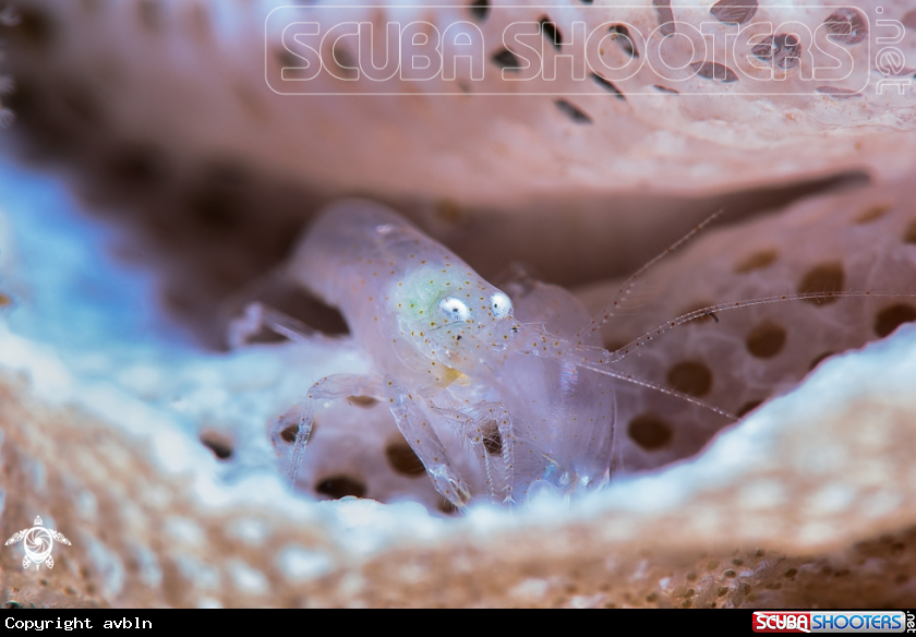 A Lacy Bryozoan shrimp