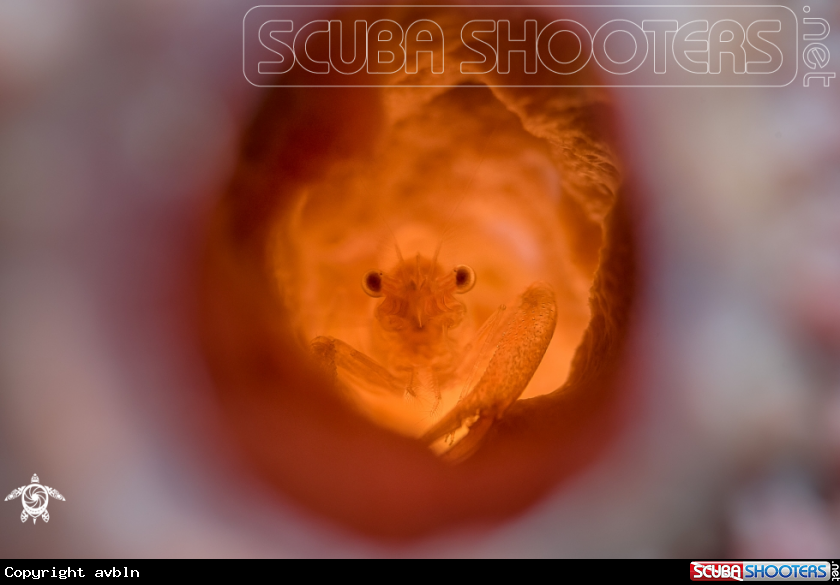A sponge shrimp
