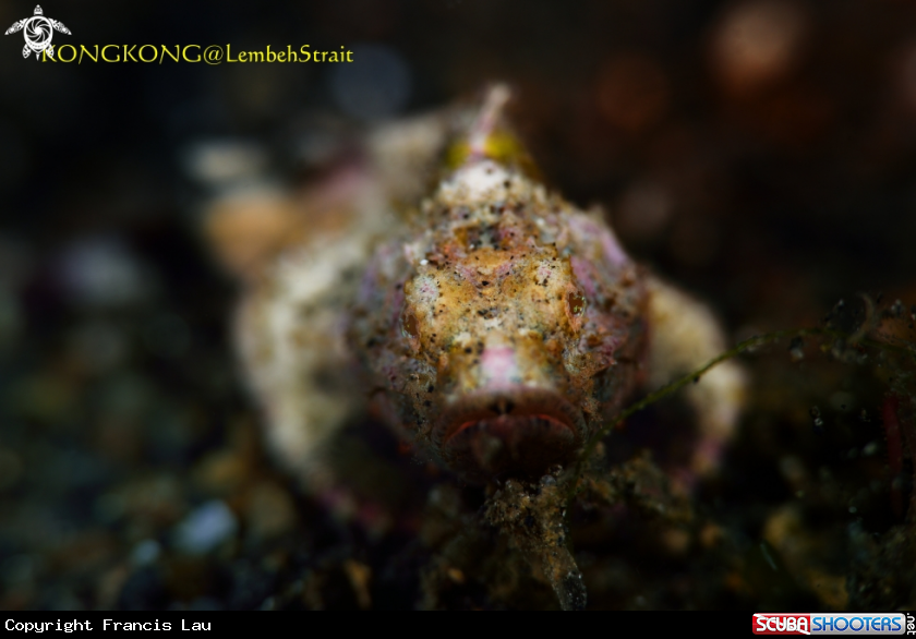 A Baby Scorpion fish