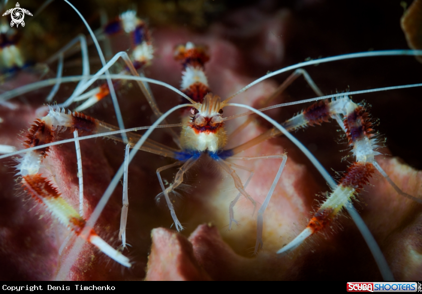 A ARTHROPODS